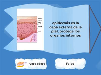 Lesiones primarias de la piel