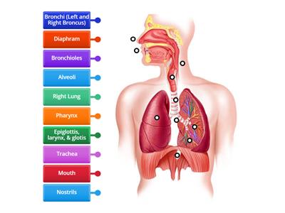 Respiratory System: