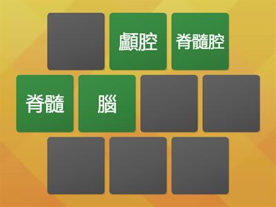 人體器官與體腔位置