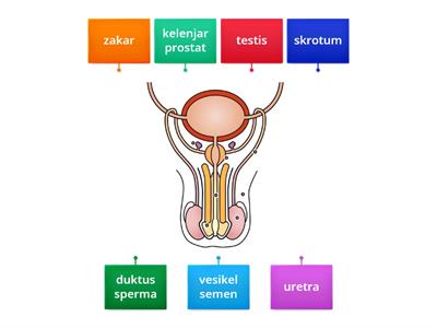 BIOLOGI: ANATOMI SISTEM PEMBIAKAN LELAKI