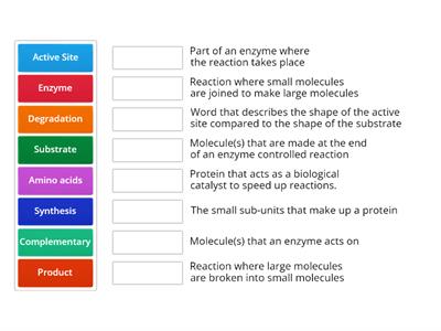 Enzymes Basics