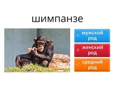 Род несклоняемых имён существительных