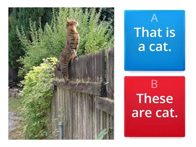 This, that, these, those.