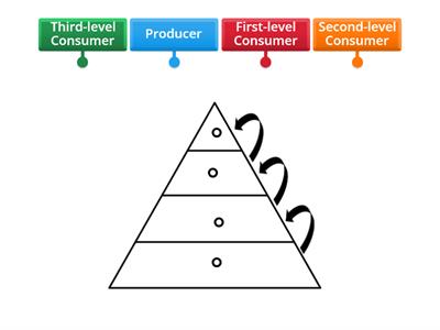 Food Pyramid