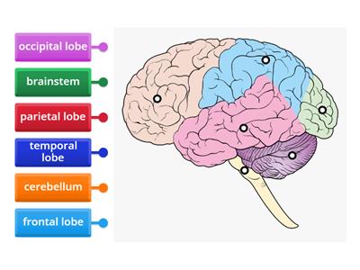  Label the Brain - Structures