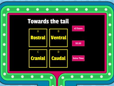 Directional Veterinary Terminology Game Show