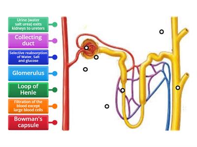 CAX BASIC Nephron Structure