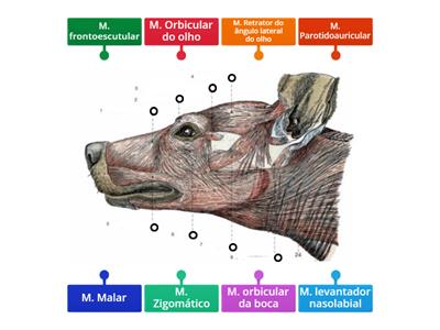 Musculos face canina