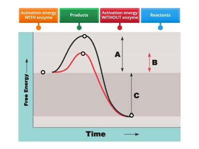 Enzyme Activity Graph Labeling