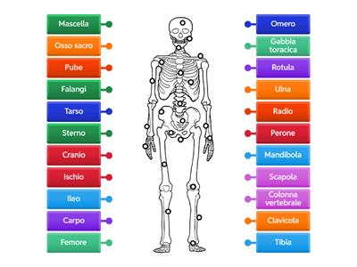  ossa dello scheletro umano