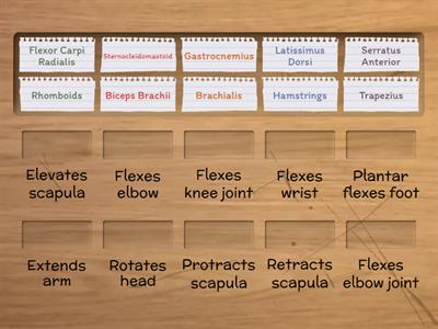 Muscle Functions Match