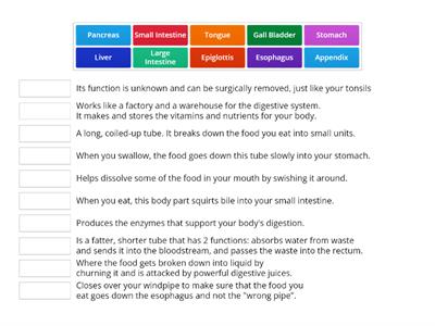 Digestive System Vocabulary