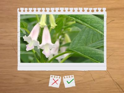 TRÒ CHƠI: ĐUỔI HÌNH BẮT CHỮ