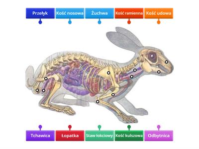 BUDOWA ANATOMICZNA KRÓLIKA