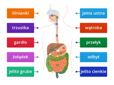 Układ pokarmowy