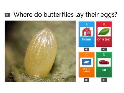 Review - Butterfly Life Cycle 