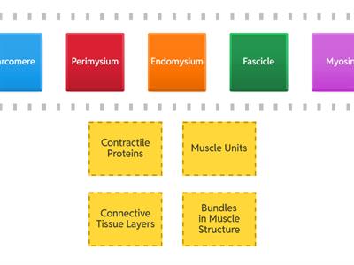 Skeletal Muscle Structure Speed Sort 
