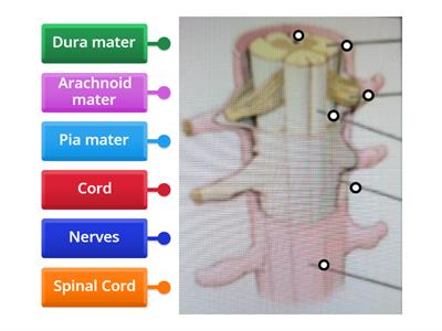 Spinal cord diagram = 8th grade Biology