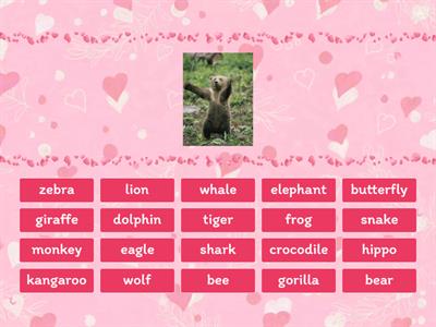 Solutions elementary 6A animals