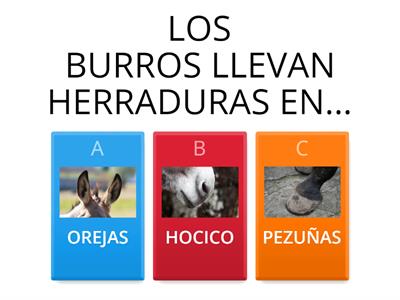 ¿CUÁNTO SABES DEL BURRO?