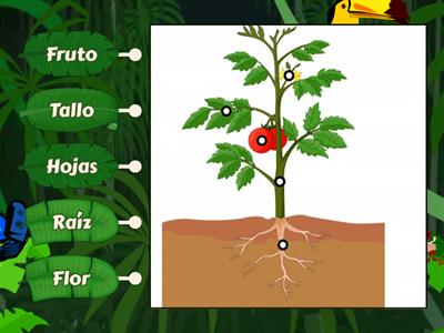  Partes de la planta 