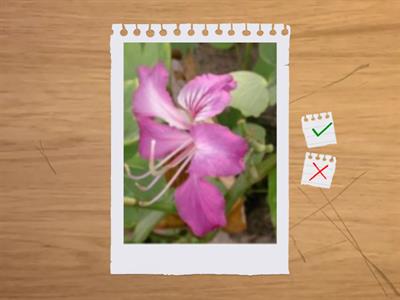 造園丙級植物識別