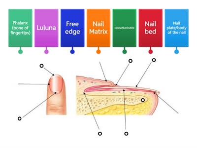 Structure of the Nail Diagram