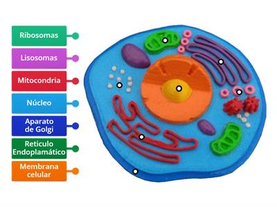 Partes de la célula