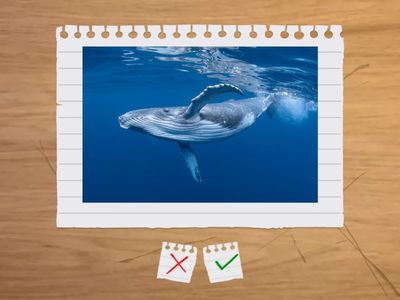 Science areas: life, physical, earth and space, engineering and technology