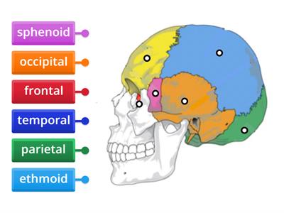 Cranial Bones Diagram