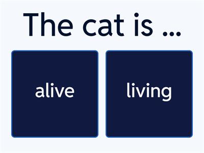 Adjectives before  /after nouns