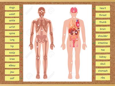 Solutions Intermediate. The Human Body