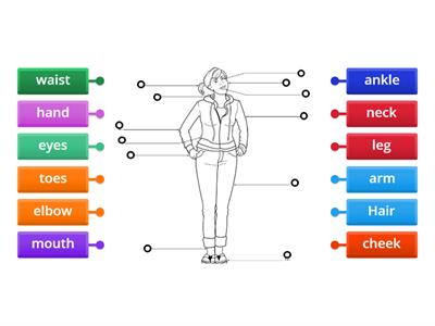 Parts of the body ESL