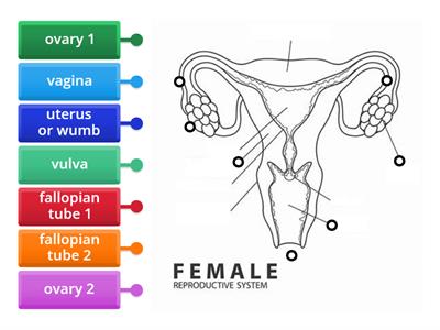 Females reproductive system