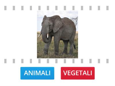  GLI ESSERI VIVENTI: ANIMALI E VEGETALI