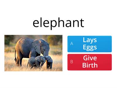 Lays eggs or Give birth (Reproduction Method of Animals)