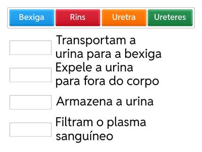 Ligue os orgãos as suas funções corretamente