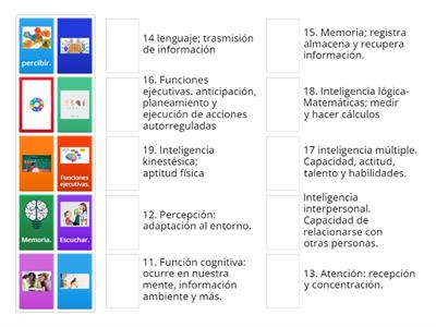 Funciones y capacidad del cerebro.