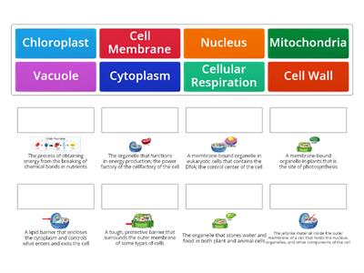 Plant and Animal Cell Organelles