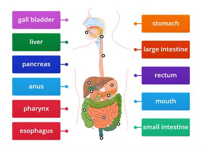 digestive system