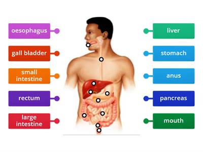 DIGESTION ORGANS