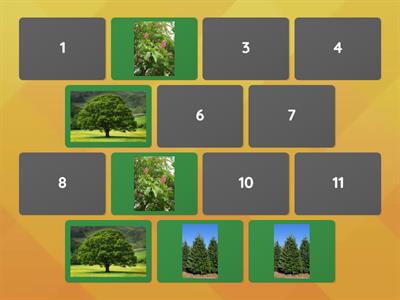 matching pairs - trees