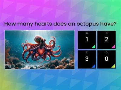 Animal quiz