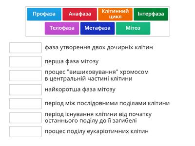 Клітинний цикл.Мітоз