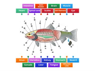 Basic Internal Anatomy of Finfish