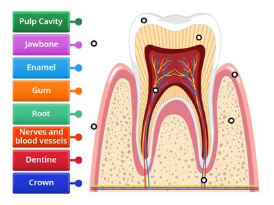 Labelled Tooth
