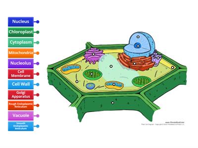 Plant Cell - Label Organelles