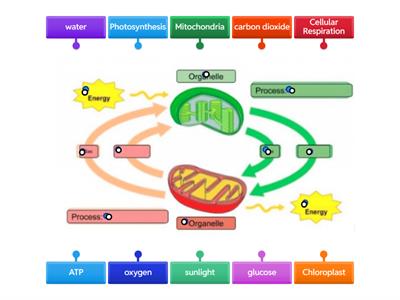 Photosynthesis and Cellular Respiration ~ Review