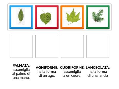 Varie tipologie di foglie