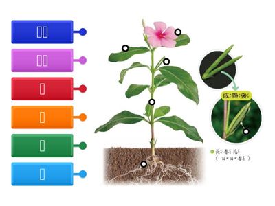 標籤Ch1活動1植物的身體